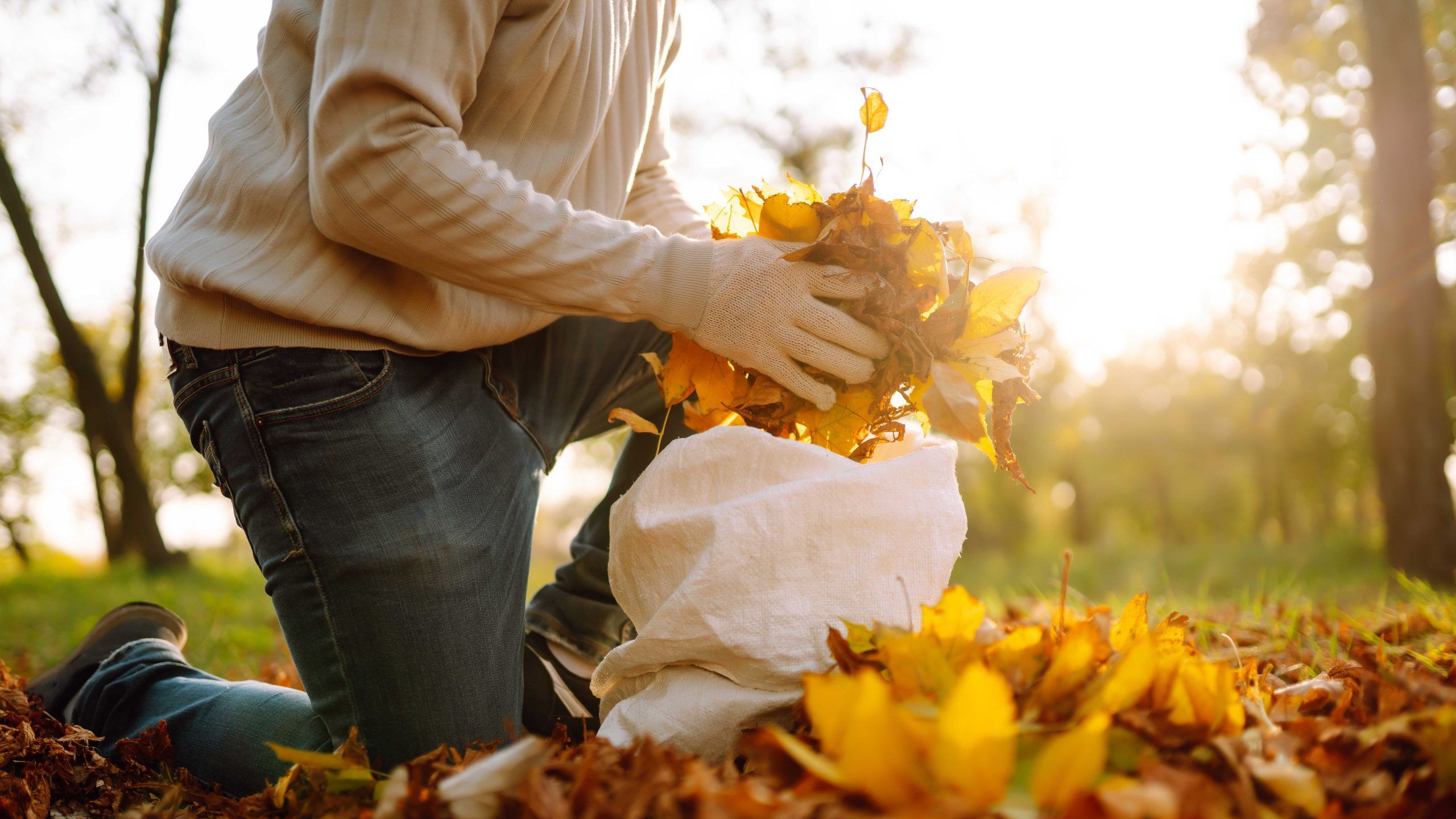 Close up of a male hand volunteer collects and grabs a small pile of yellow red fallen leaves in the autumn park. Volunteering, cleaning, and ecology concept.